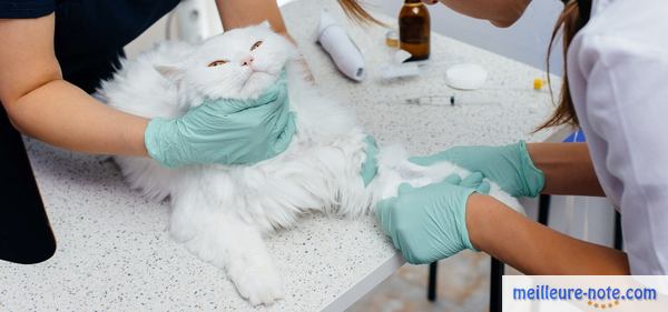 un chat blanc sur une table médicale