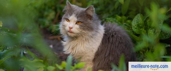 un chat gris à l'extérieur