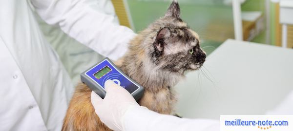un chat siamois au vétérinaire