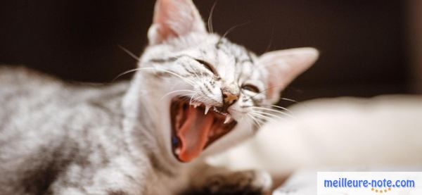 un chat qui ouvre sa bouche