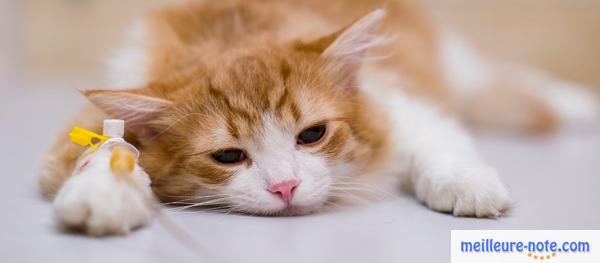 un chat sur la table