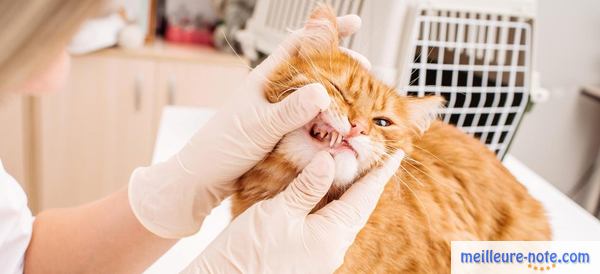 un vétérinaire ouvre l bouche du chat 