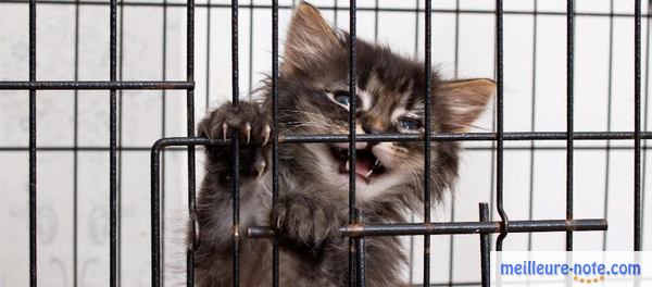 un chaton dans un cage