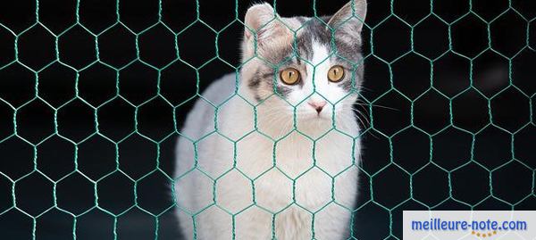Chat blanc devant filet de sécurité de couleur bleu