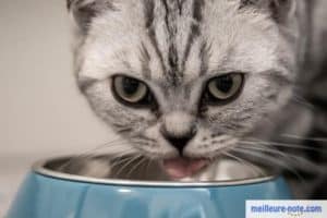un chat qui mange dans sa gamelle bleu