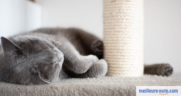 Chat gris qui dort près de son griffoir