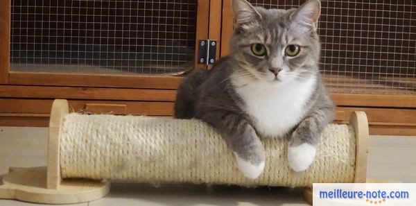 Un chat gris tigré sur son griffoir devant sa cage