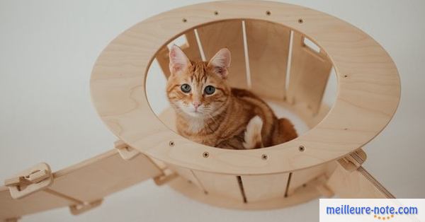 Un chat qui joue à l'intérieur 