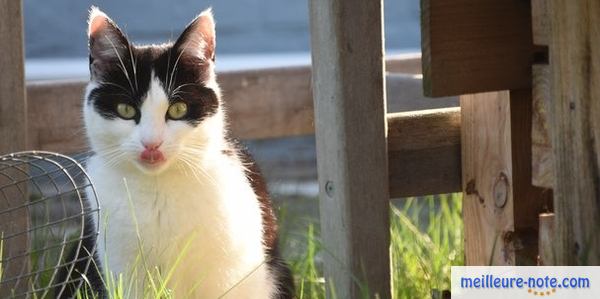 parc à chat installé dans le jardin