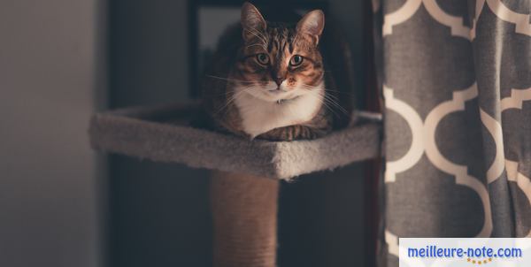 Chat perché sur un griffoir poteau