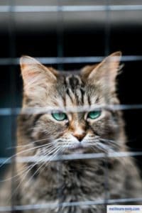 Chat aux yeux bleus dans son parc sécurisé