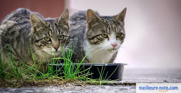 deux chats qui mangent dans une gamelle