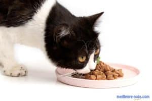 chat noir et blanc qui mange de la nourriture humide