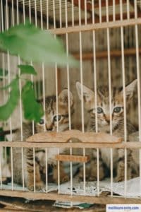deux chatons dans leur parc cage