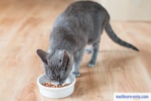 chat gris mangeant sa nourriture dans sa gamelle blanche