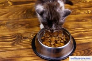 petit chaton qui mange de la pâtée pour chat 