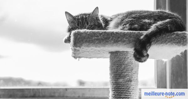 photo en noir et blanc d'un chat sur son perchoir griffoir