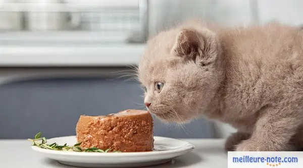 petit chaton gris qui mange de la pâtée