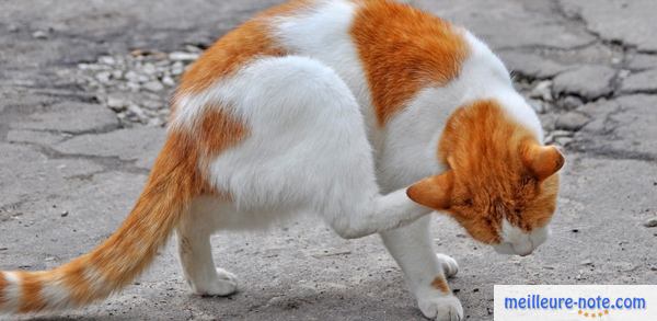 Un chat blanc et orange qui se gratte dans la cour