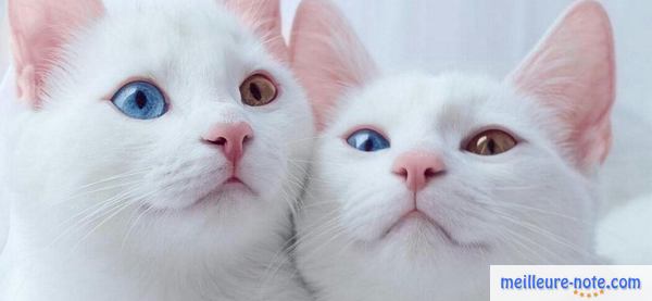Deux chatons blancs avec des yeux de différentes couleurs