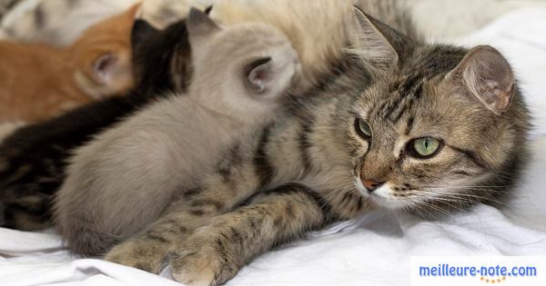 trois chatons qui taitent leur maman sur un canapé blanc