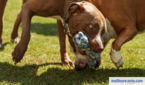 un chien mâche son jouet