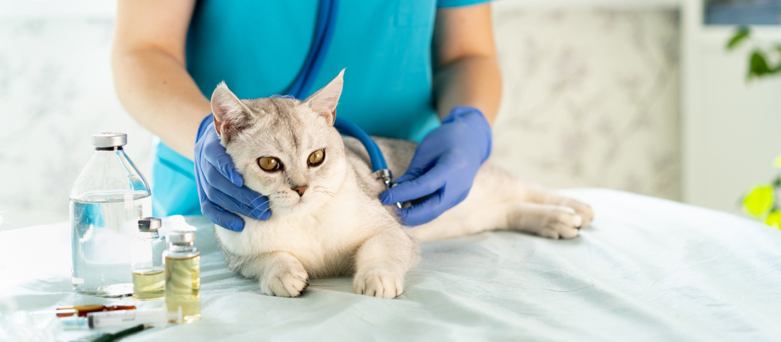 assurance santé pour chat