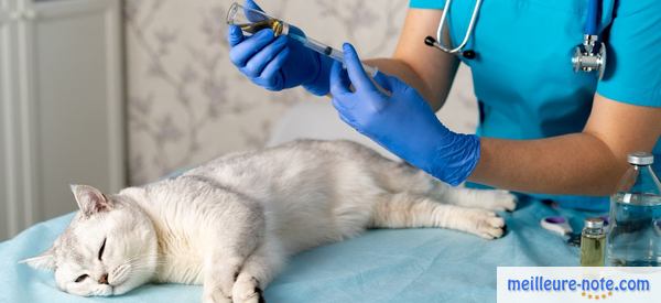 un chat blanc attend son vaccin