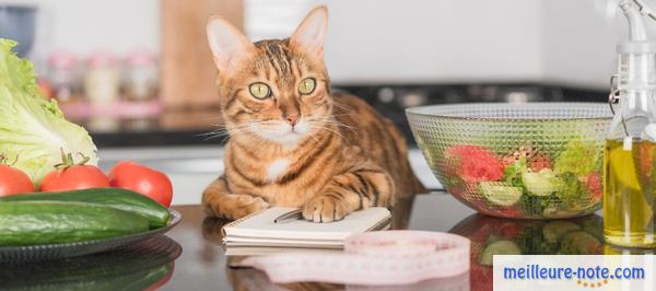Un chat dans la cuisine avec un carnet sous la patte