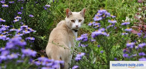 un beau chat dans le jardin