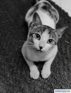un beau chat sur le tapis