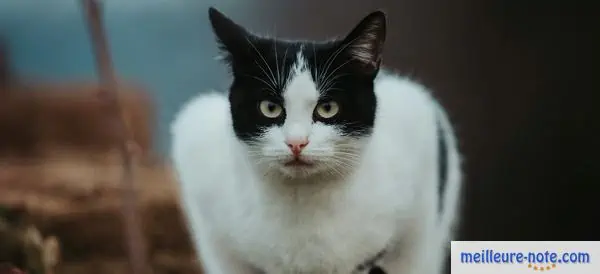 un beau chat blanc et noir est assis