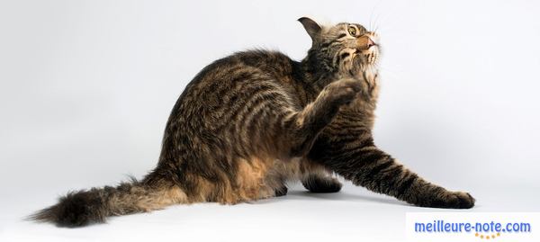 Un beau gros chat qui souffre de démangeaisons