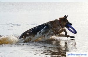 un berger allemand court dans l'eau