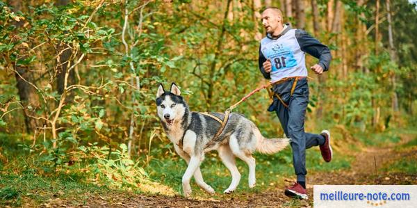 un chien fait un exercice avec son maître