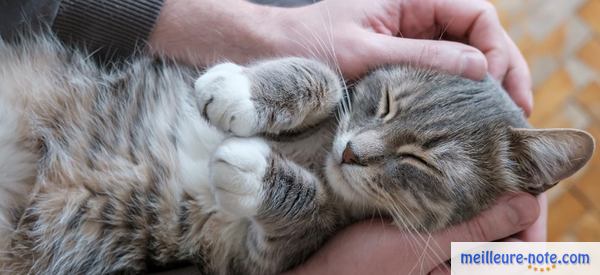 un chat dans les bras de son propriétaire