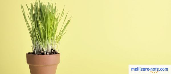 de l'herbe à chat dans un pot