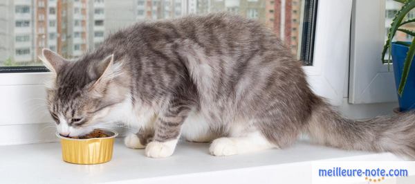 un chat adulte qui mange dans sa gamelle