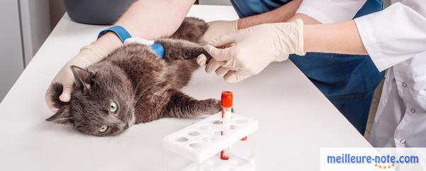 Des vétérinaires qui font une prise sanguine au chat
