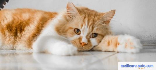 Un chat qui souffre d'une lésion cérébrale