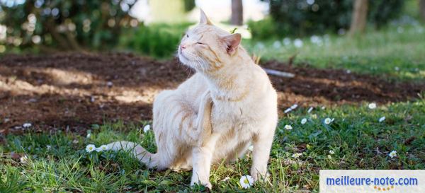 Un chat qui se gratte le dos