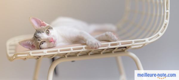 un chat blanc sur une chaise