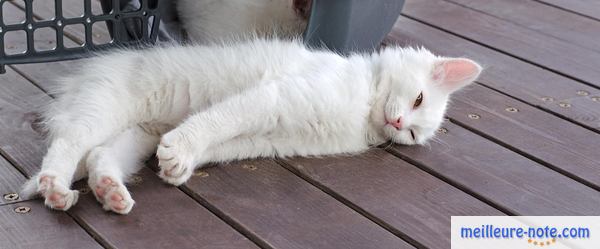 Un chat blanc qui fait une crise de convulsion