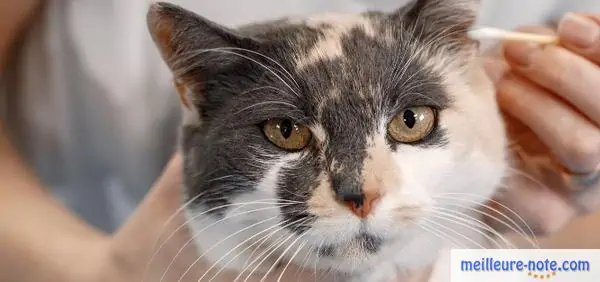 un chat blanc et noir est nettoyé par son maitre