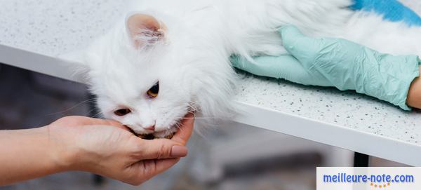 un beau chat blanc au vétérinaire