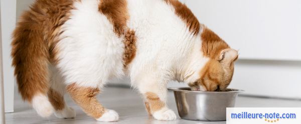 un chat en train de manger son repas