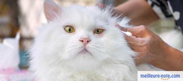  Les oreilles du chat nettoyées avec une brosse en coton