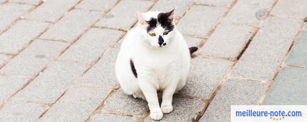 un gros chat blanc dans la rue