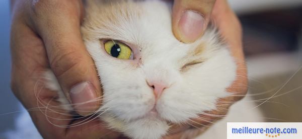 un vétérinaire examine l'oeil du chat 