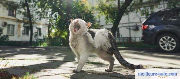 un chat qui gratte dans la rue